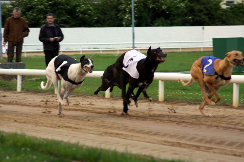 6 CourseLévriers Tralee 03